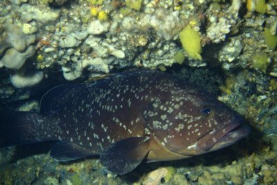 Epinephelus_marginatus_905_XL_k
