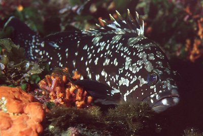 Epinephelus_marginatus_juv_901_XL_k