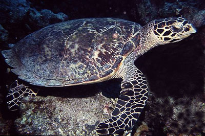Eretmochelys_imbricata_901_XL_k