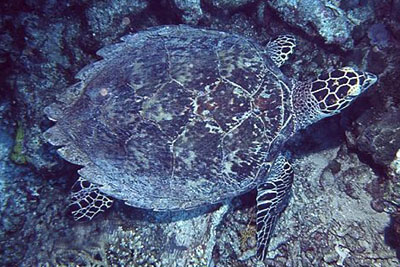 Eretmochelys_imbricata_902_XL_k