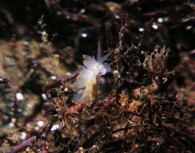 Eubranchus_farrani4_k