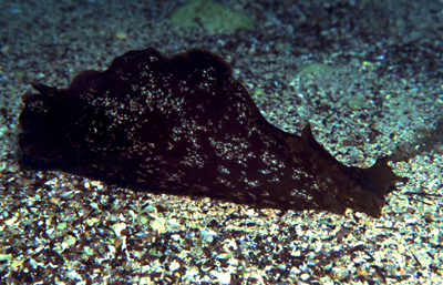 FV_Aplysia depilans 1a_k FV_Aplysia depilans 1a_k