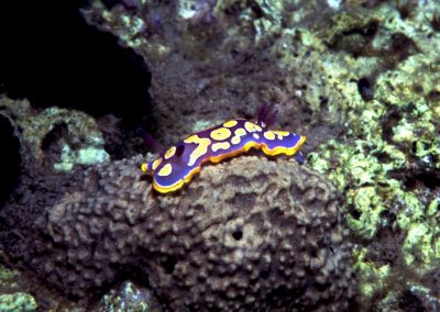 FV_Chromodoris luteorosea K00-2.9_k