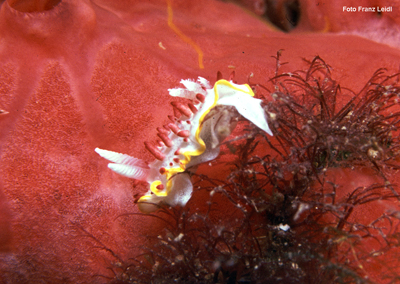 FV_Diaphorodoris papillata_k