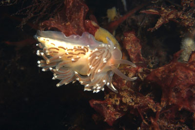 Facelina_bostoniensis_013_XL_k