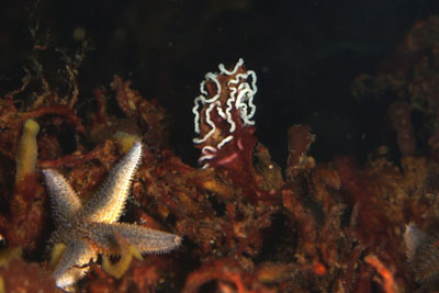 Facelina_bostoniensis_Laich_001_XL_k