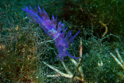 Flabellina_affinis_003_XL_k