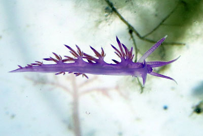 Flabellina affinis_rb_001_XL_k