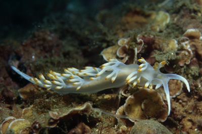 Flabellina_babai_902_XL_k