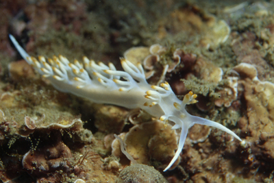 Flabellina_babai_903_XL_k