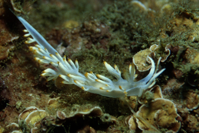 Flabellina_babai_904_XL_k