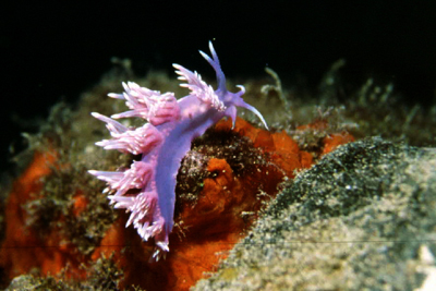 Flabellina_ischitana_901_XL_k