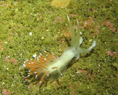 Flabellina_pellucida_k