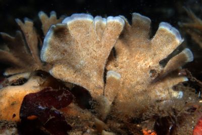 Flustra_foliacea_XL_014_k Flustra_foliacea_XL_014_k