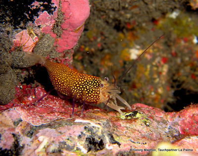 Gnathophyllum_elegans_XL_k