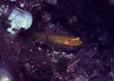 Gobius_auratus_950_k