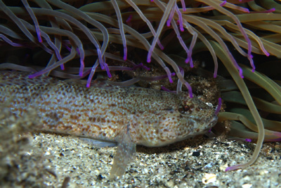 Gobius_bucchini_008_XL_k