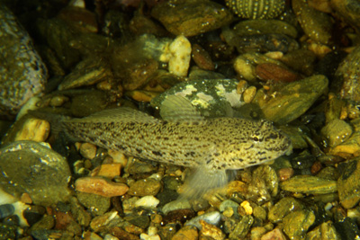 Gobius_bucchini_904_XL_k