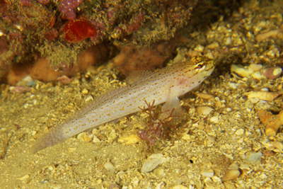 Gobius_bucchini_905_XL_k