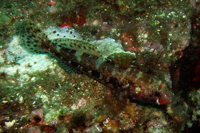 Gobius_cruentatus_001_XL_k