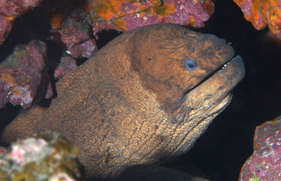 Gymnothorax_unicolor_520_XL_k