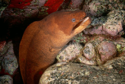 Gymnothorax unicolor_903_XL_k