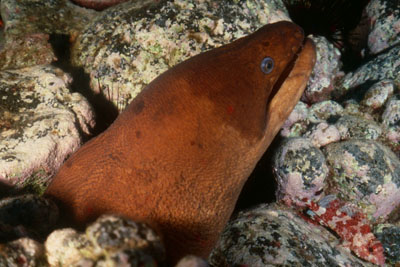 Gymnothorax unicolor_904_XL_k