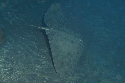 Gymnura_altavela_523_XL_k