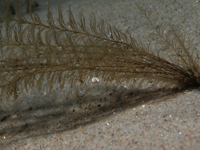 Halecium plumosum_002_XL_k