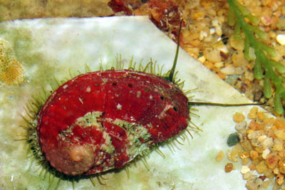 Haliotis_lamellosa_rb_001_XL_k Haliotis_lamellosa_rb_001_XL_k