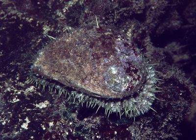Haliotis_tuberculata_950_k02