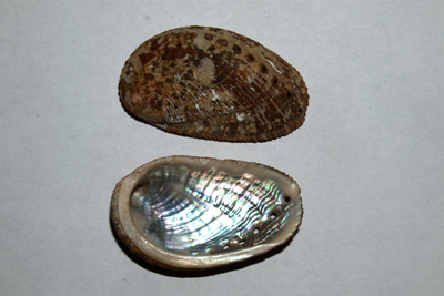 Haliotis_tuberculata_tuberculata_Sch_002_XL_k