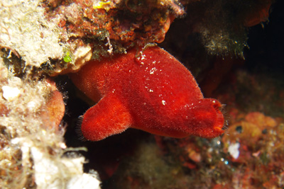 Halocynthia_papillosa_014_XL_k Halocynthia_papillosa_014_XL_k