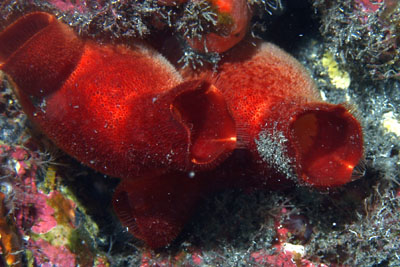 Halocynthia_papillosa_512_XL_k Halocynthia_papillosa_512_XL_k