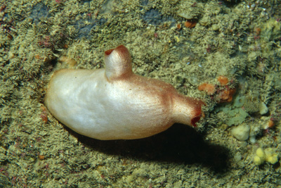 Halocynthia_papillosa_903_XL_k Halocynthia_papillosa_903_XL_k