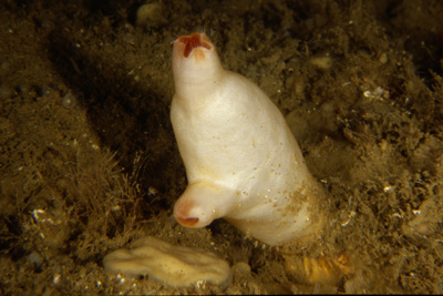 Halocynthia_papillosa_904_XL_k Halocynthia_papillosa_904_XL_k