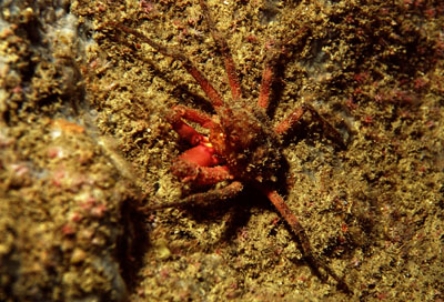 Herbstia_condyliata_901_XL_k Herbstia_condyliata_901_XL_k