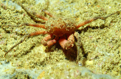 Herbstia_condyliata_903_XL_k Herbstia_condyliata_903_XL_k