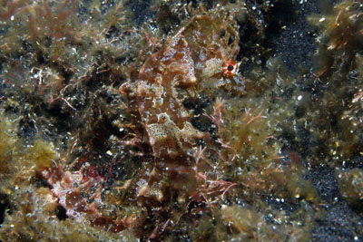 Hippocampus_hippocampus_501_XL_k