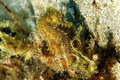 Hippocampus_hippocampus_901_XL_k