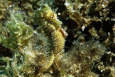 Hippocampus_hippocampus_903_XL_k