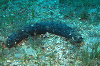 Holothuria_tubulosa_010_XL_k