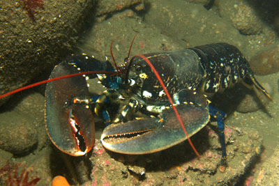 Homarus_gammarus_017_XL_k