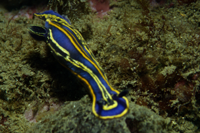 Hypseldoris_bilineata_901_XL_k