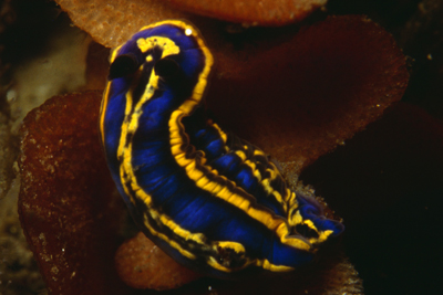 Hypseldoris_bilineata_902_XL_k