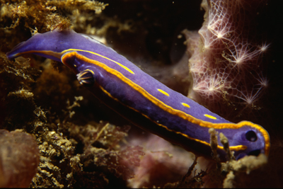 Hypseldoris_fontandraui_902_XL_k