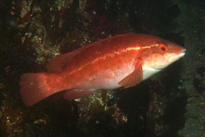 Gr ner Lippfisch