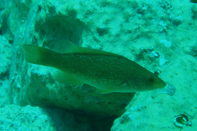 Gr ner Lippfisch