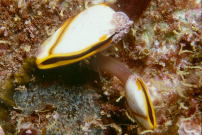 Lepas_anatifera_902_XL_k Lepas_anatifera_902_XL_k