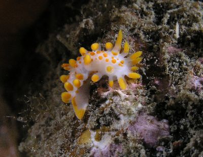 Limacia_clavigera2_k